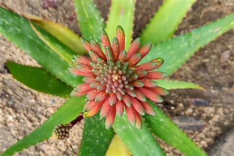 Blooming natural wild aloe vera with tree. Aloe vera - how to grow and care for aloe vera, harvest ...
