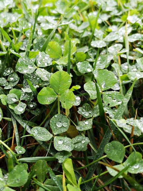 Green Clover Leaves After Rain With Water Drops Sparkling Stock Photo Image Of Lawn Meadow