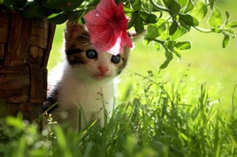 Adorable Baby Cat Cute Flower Image 438406 On