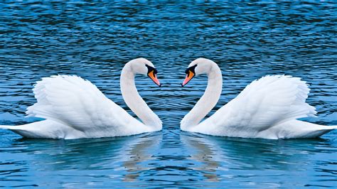 1920x1080 swan love birds laptop full hd 1080p hd 4k wallpapers images backgrounds photos and