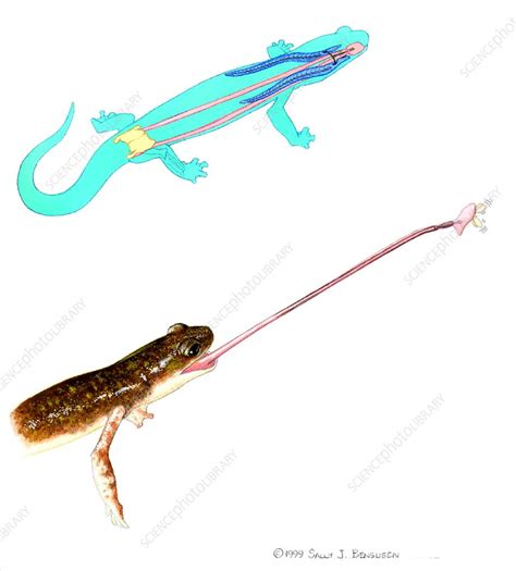 Salamander Tongue Action Stock Image Z Science Photo Library