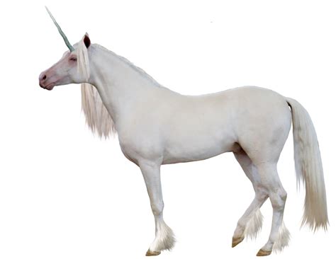 Free Unicorn Png Transparent Images Download Free Unicorn Png