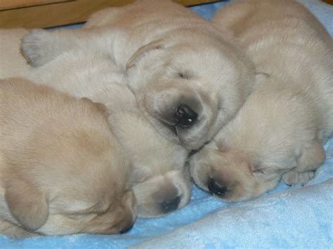 Homegerman shepherd puppies for sale. German Shepherd Puppies Dayton Ohio | Top Dog Information