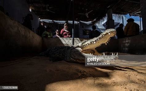 visitors watch a crocodile at mamdouh hassan s house in the nubian news photo getty images