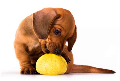 Best Dachshund Puppy Food Welcome To The Sausage Dog World