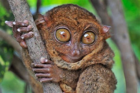 Because our babies have large eyes compared to their head, humans have developed an affinity for anything with big peepers. Big-eyed Tarsier Stock Photo - Image: 8008160