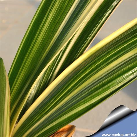 Frequent special offers.a wide range of available colours in our catalogue: Clivia miniata "Chinese Five Colours Orchid"