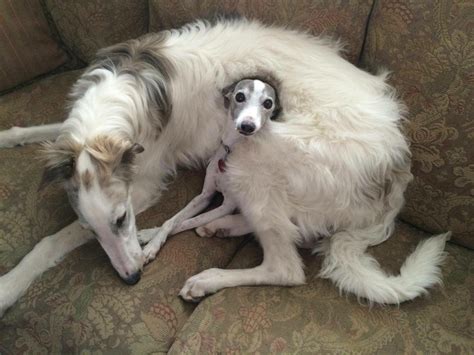 The borzoi is a russian sighthound breed with a unique appearance. 90+ Best Borzoi Dog Names - The Paws