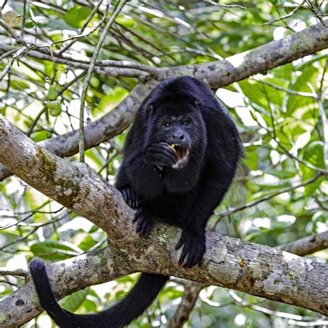 Belize | Howler Monkey