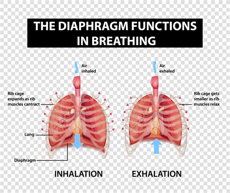 Diagram Showing Diaphragm Functions In Breathing 2747522 Vector Art At Vecteezy