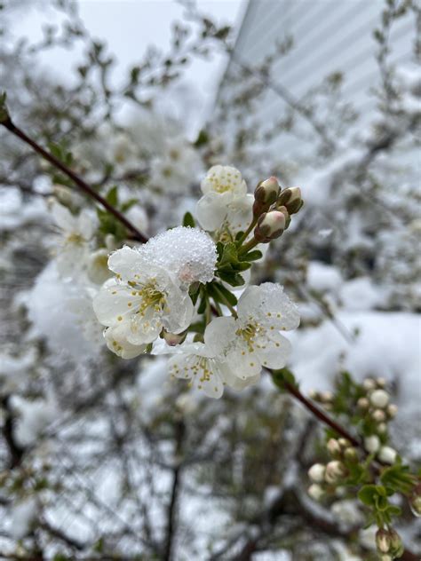 Cherry Blossoms In The Snow Rpics
