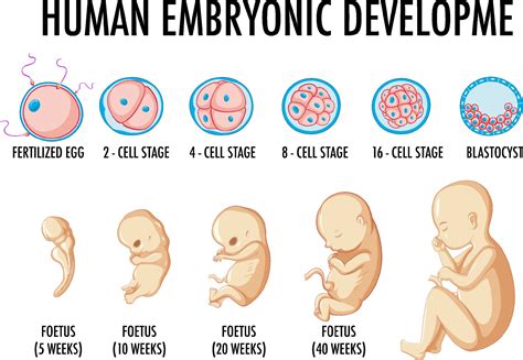 Desarrollo Embrionario Vectores Iconos Gr Ficos Y Fondos Para