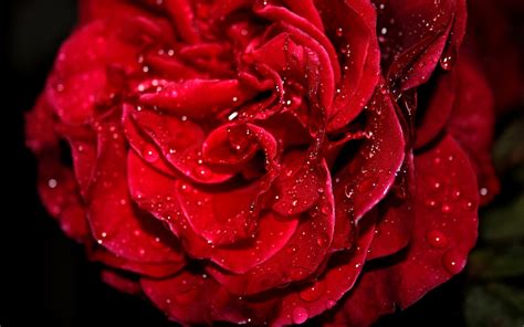 Free for commercial use no attribution required high quality images. 45+ 3D Red Roses Wallpaper on WallpaperSafari