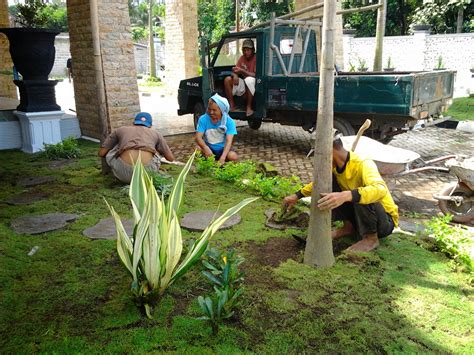 Rumput hias untuk taman di halaman. JUAL RUMPUT TAMAN DAN BIBIT RUMPUT TERNAK