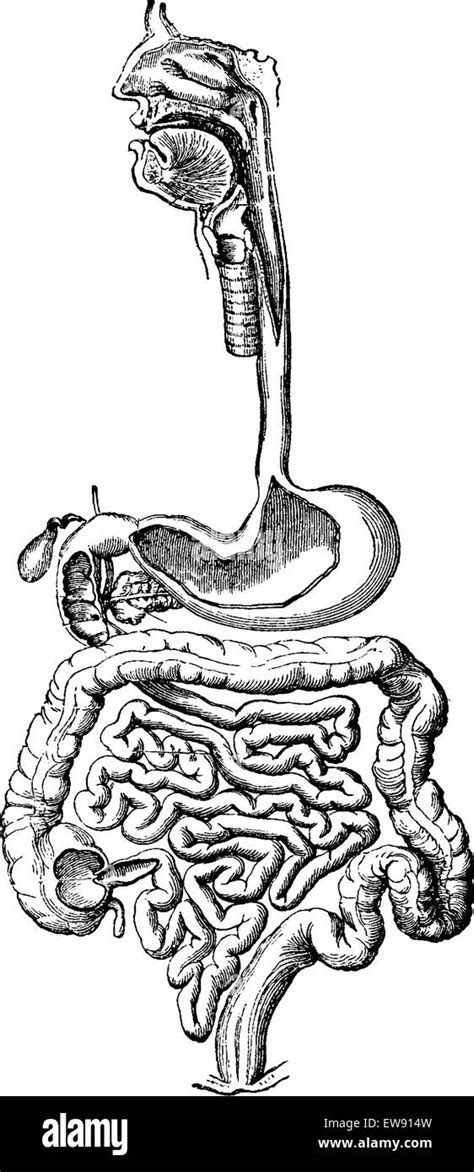 Sintético 190 Sistema digestivo dibujo blanco y negro Regalosconfoto mx