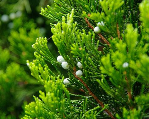 Juniperus Chinensis Spartan Gardensonline