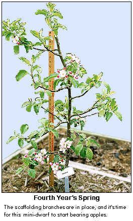 By julie christensen thanks to modern grafting techniques, apple trees come in three sizes: How to train a mini-dwarf apple tree, from Gene's Backyard ...