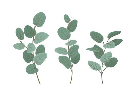 Eucalyptus Leaves Clipart Free Clipart World