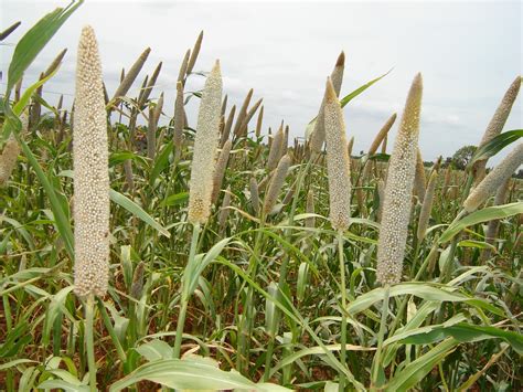 It can also be a good source of nutrients, vitamins, minerals, and organic compounds that can boost human health in various ways. NGO News blog, NewsLine: "Millet is farmer friendly cereal ...