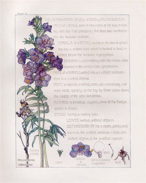 Jacob S Ladder Wild Flower Botanical Print By Isabel Adams Antique