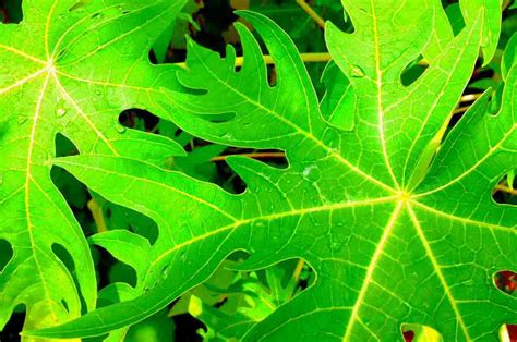 Read This Great Benefits Of Papaya Leaves For Human Health Kidbrooke
