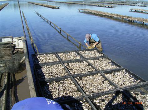 Oyster Production Holberts Oyster Farm