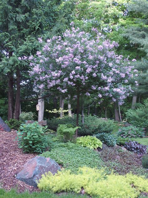 Dwarf Korean Lilac Trees and Shrubs - Knecht's Nurseries & Landscaping