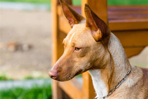 Podenco Everything You Need To Know About The Beautiful Spanish Hound