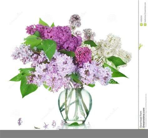 Are there any old cards with lilac on them? Clip Art Lilac | Free Images at Clker.com - vector clip ...