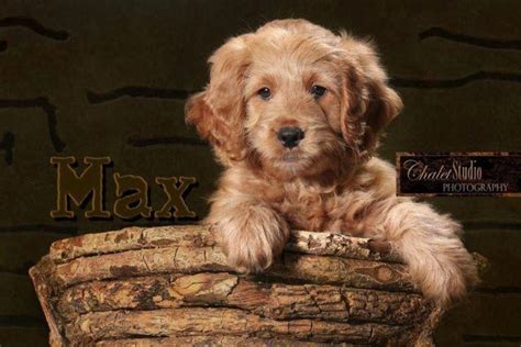 Midwest mini goldendoodle breeder, we are located in yorktown, indiana (1 hour from indianapolis). F1 Miniature (mini) Goldendoodle puppies- Now Booking ...