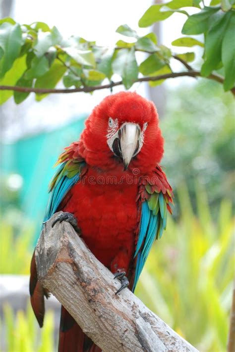 Scarlet Macaw Bird Sitting On Log Stock Image Image Of Macao