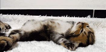 Waking Up For Everyone Adorable Things Best Cat Gifs Cats Kittens Cutest