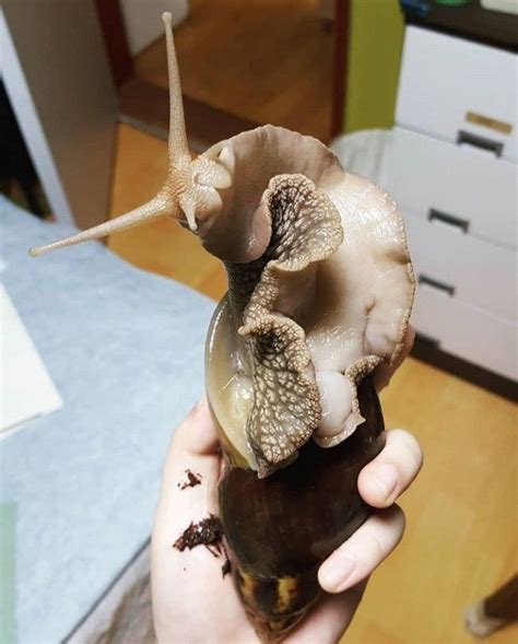 We'll review the issue and make a decision. Pin by Snailtherapy on Big snails | Snail, Giant african ...