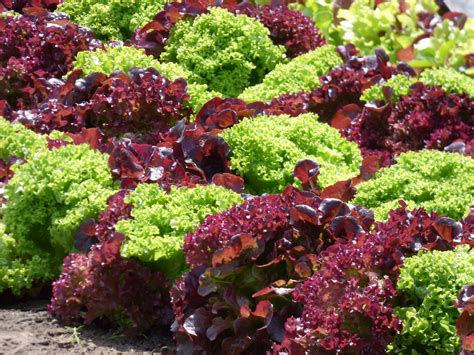 Seeds Salad Bowl Heirloom Lettuce Seed Red And Green Mix 250 Seeds