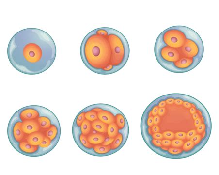 Stages In Human Embryonic Development White Blastocyst Illustration