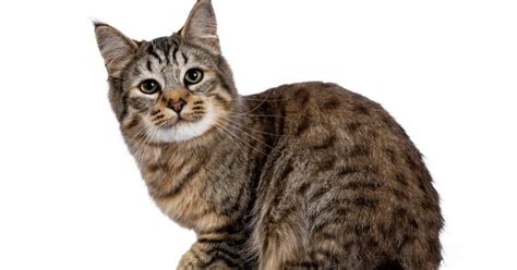 Top 11 Most Aggressive Cat Breeds With Pictures Keepingdog