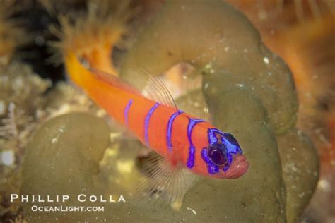 Blue Banded Goby Catalina Island California Usa Ocean Animals