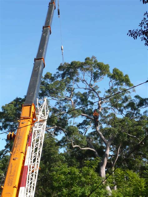 Exact timing will depend on how close the vehicles can get to the location. Tree Removal Narellan | Tree Pruning & Trimming Services ...