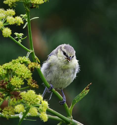 Blue Tit Chick Nature And Wildlife Photography Forum Digital