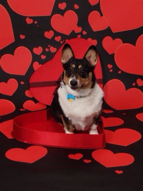 38 Best Corgi Valentines Images On Pinterest Corgi Corgis And Puppies