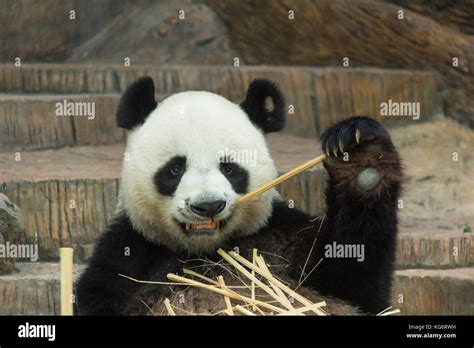 Giant Panda Bear Eating Bamboo Stock Photo Alamy