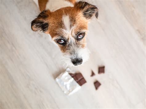 What Happens When A Dog Eats Dark Chocolate