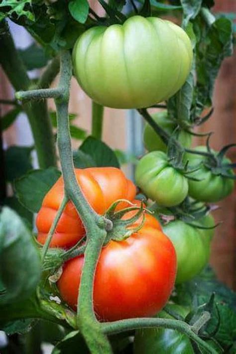 Beefsteak Tomatoes How To Use And Grow These Mighty Tomatoes