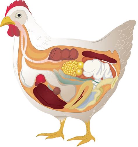 Chicken Anatomy Vector Illustration Labeled Biological Inner Organs