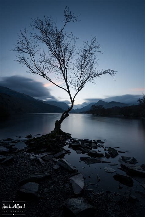 The Lonely Tree Null Nature Photography Nature Tree