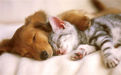 Very Cute Puppy Sleeping Wallpapers On Wallpaperdog