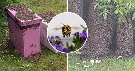 Shocked County Durham Gran Comes Home From Work To Find 30 000 Bees In Her Garden Chronicle Live