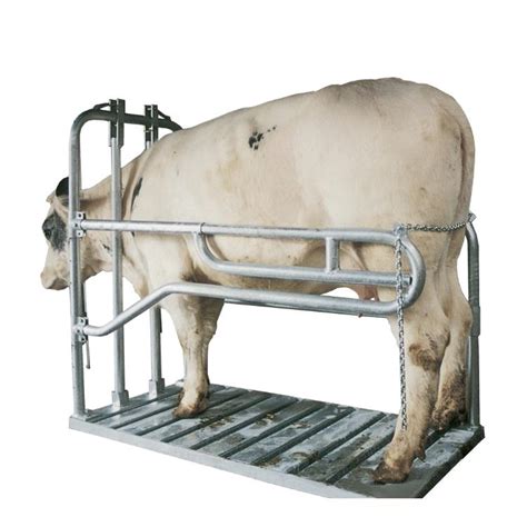 Caesarian Section Box Pregnancy And Calving