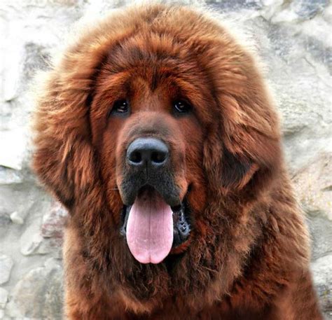 Tibetan Mastiff The Most Expensive Dog In The World