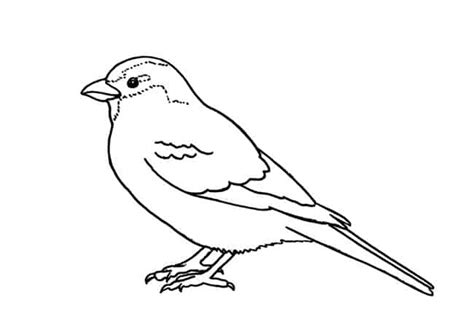 Autumn leaf baby bird big cat bird in flight birds nest bird tweeting black and white boat church exterior church interior churchyard crocus dewdrop duck flood. How to draw a House Sparrow step by step - Easy Animals 2 Draw